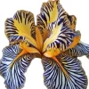 DOWNYPAWS - Graines de fleurs orchidée à rayures jaune 100 grains * 5 sachets