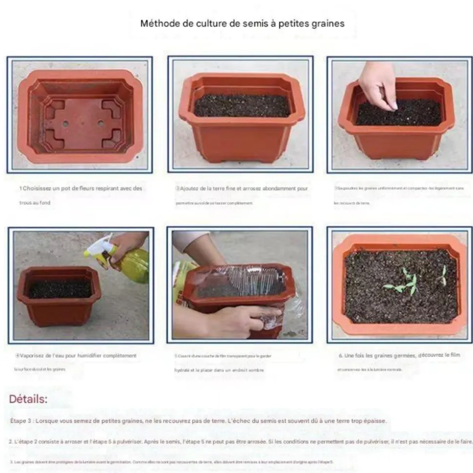 DOWNYPAWS - Graines de fleurs orchidée à rayures jaune 100 grains * 5 sachets