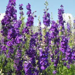 DOWNYPAWS - Graines de fleurs consolida ambigua couleurs mélangées environ 350 grains * 5 sachets