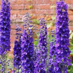 DOWNYPAWS - Graines de fleurs consolida ambigua couleurs mélangées environ 350 grains * 5 sachets