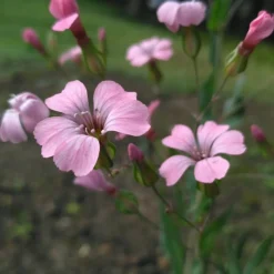 DOWNYPAWS - Graines de fleurs, graines de vaccarie rose, environ 150 graines par paquet, 5 paquets