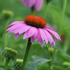 DOWNYPAWS - Graines de fleurs echinacea purpurea violettes environ 250 grains * 5 sachets