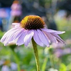 DOWNYPAWS - Graines de fleurs echinacea purpurea violettes environ 250 grains * 5 sachets