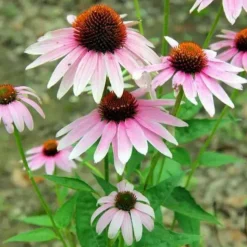 DOWNYPAWS - Graines de fleurs echinacea purpurea violettes environ 250 grains * 5 sachets