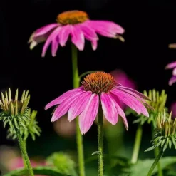 DOWNYPAWS - Graines de fleurs echinacea purpurea violettes environ 250 grains * 5 sachets