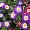 DOWNYPAWS - Graines de fleurs, graines de convolvulus tricolore mixte, 120 graines par paquet, 5 paquets