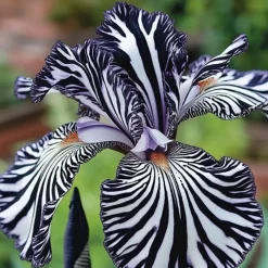 DOWNYPAWS - Graines de fleurs orchidée à rayures 100 grains * 5 sachets