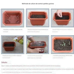 DOWNYPAWS - Graines de fleurs orchidée à rayures couleurs mélangées pour potager