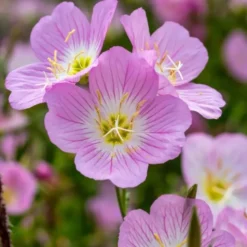 DOWNYPAWS - Graines de fleurs oenothera biennis 3500 grains * 5 sachets