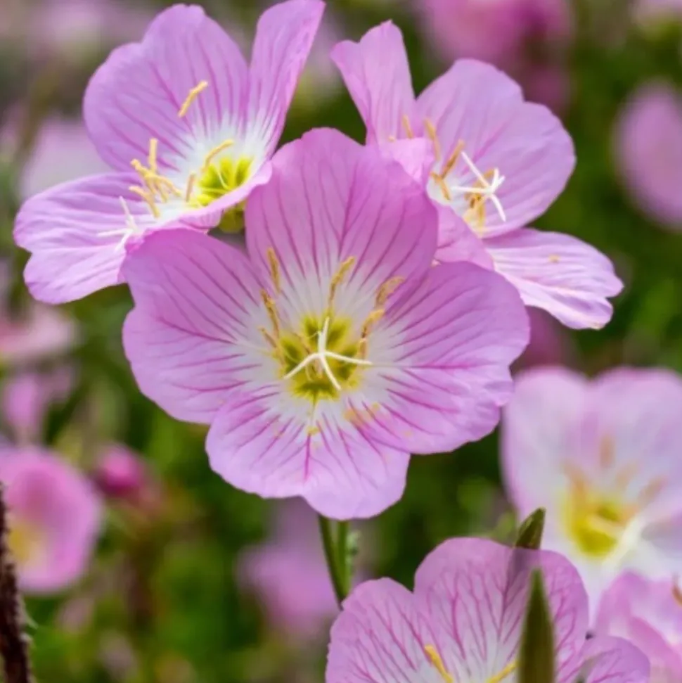 DOWNYPAWS - Graines de fleurs oenothera biennis 3500 grains * 5 sachets