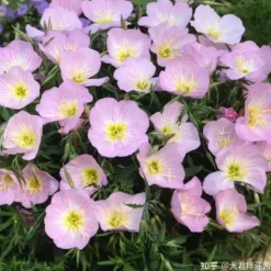 DOWNYPAWS - Graines de fleurs oenothera biennis 3500 grains * 5 sachets