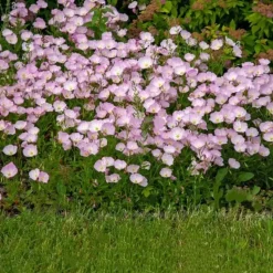 DOWNYPAWS - Graines de fleurs oenothera biennis 3500 grains * 5 sachets