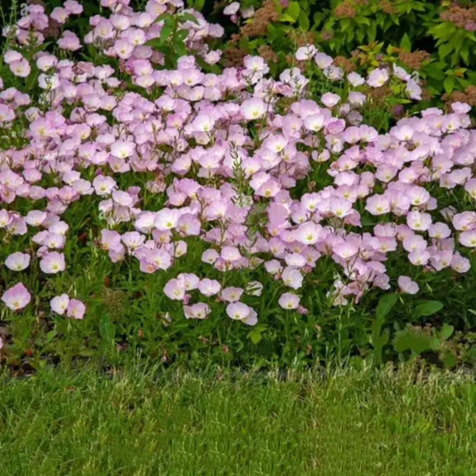 DOWNYPAWS - Graines de fleurs oenothera biennis 3500 grains * 5 sachets