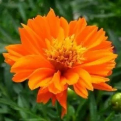 DOWNYPAWS - Graines de fleurs, graines de cosmos sulphureus mélangées de couleurs, environ 110 graines par paquet, 5 paquets