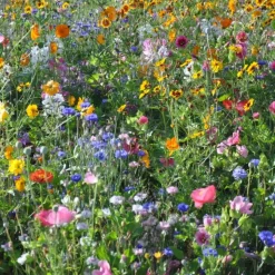 DOWNYPAWS - Graines de fleurs, combinaison de graines d'herbes fleuries, environ 1000 graines par paquet, 5 paquets