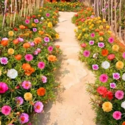 DOWNYPAWS - Graines de fleurs, graines de tournesol multicolores, environ 10 000 grains par paquet, 5 paquets