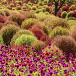 DOWNYPAWS - Graines de kochia scoparia trichophylla à deux couleurs environ 1000 graines par paquet, 5 paquets