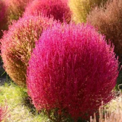 DOWNYPAWS - Graines de kochia scoparia trichophylla à deux couleurs environ 1000 graines par paquet, 5 paquets