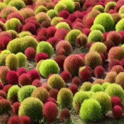 DOWNYPAWS - Graines de kochia scoparia trichophylla à deux couleurs environ 1000 graines par paquet, 5 paquets