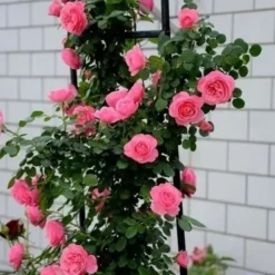 DOWNYPAWS - Graines de rosier grimpant da vinci (100 comprimés)