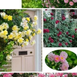 DOWNYPAWS - Graines de rosier grimpant lady of charlotte (100 comprimés)