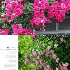 DOWNYPAWS - Graines de rosier grimpant rouge (100 comprimés)