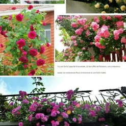 DOWNYPAWS - Graines de rosier grimpant rose (100 comprimés)