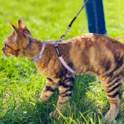 DOWNYPAWS - Harnachement et laisse pour chat m