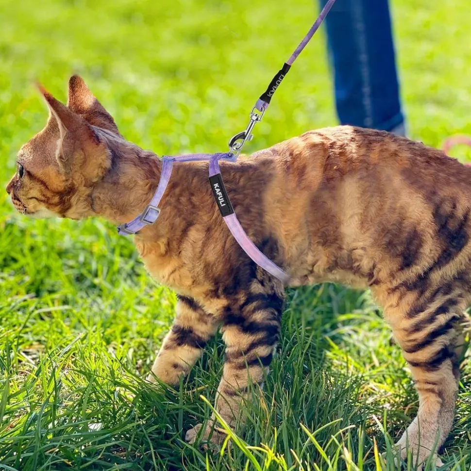 DOWNYPAWS - Harnachement et laisse pour chat s