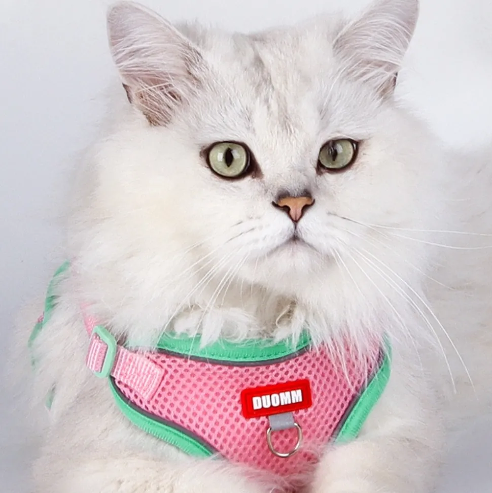 DOWNYPAWS - Harnais avec laisse pour chat xl