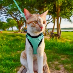 DOWNYPAWS - Harnais et laisse réfléchissants pour chat s