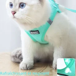 DOWNYPAWS - Harnais pour chats et chiens xl