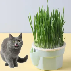 DOWNYPAWS - Herbe à chat hydroponique sans sol - pour combattre les boules de poils snack pour chat