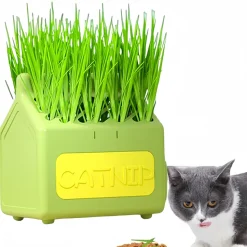 DOWNYPAWS - Herbe à chat pour herbe de chat hydroponique friandises pour chats
