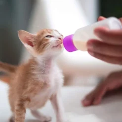 DOWNYPAWS - Kit biberon pour chat mangeoire 2 pièces avec tétines