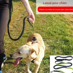 DOWNYPAWS - Laisse chien mains libres gris
