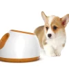DOWNYPAWS - Machine à lancer de balles pour chiens: jouet interactif pour animaux de compagnie