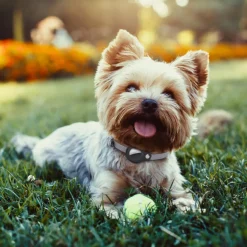 DOWNYPAWS - Modèles compatibles airta - collier anti-perte pour chat violet