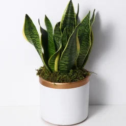 DOWNYPAWS - Mousse sèche naturelle de qualité supérieure 50g