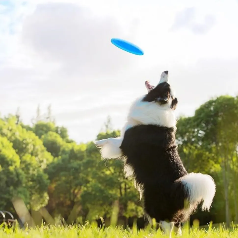 DTOPBUYAGE - 3 pack frisbees en caoutchouc naturel pour chien