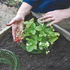 DTOPBUYAGE - Couvertures pour légumes renforcées dtopbuyage