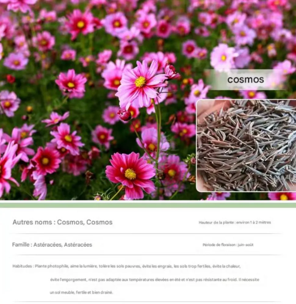 DTOPBUYAGE - Dtopbuyage - cosmos short stem, couleurs mélangées, 1 000 pièces