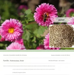 DTOPBUYAGE - Dtopbuyage - graines d'aster 1000 gélules