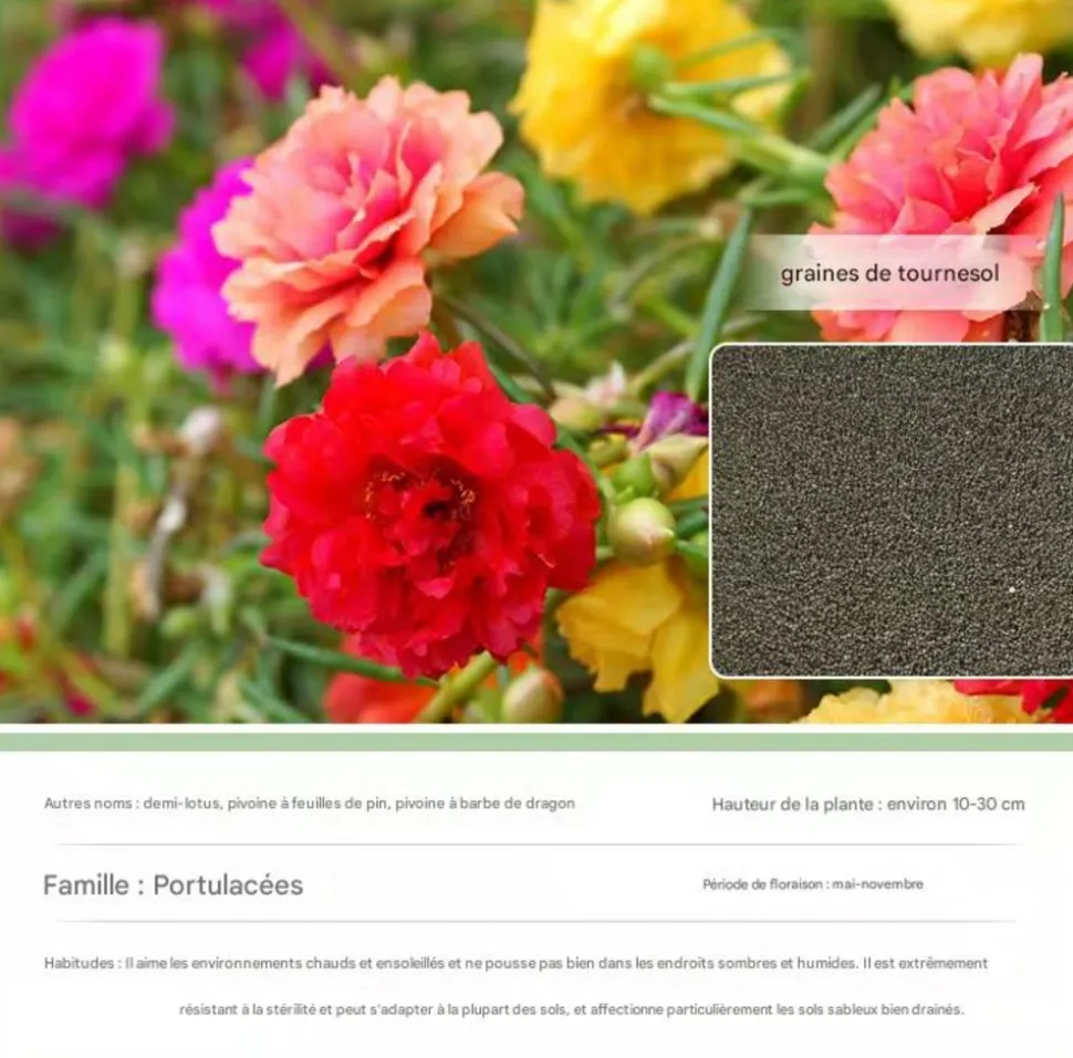 DTOPBUYAGE - Dtopbuyage - graines de tournesol 10 000