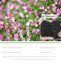 DTOPBUYAGE - Dtopbuyage - graines de gypsophile 200 gélules