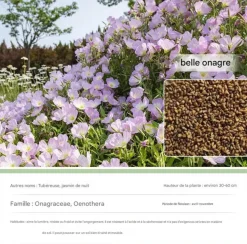 DTOPBUYAGE - Dtopbuyage - graines d'onagre 10 000 gélules