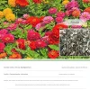DTOPBUYAGE - Dtopbuyage - graines de zinnia 200 gélules