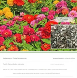 DTOPBUYAGE - Dtopbuyage - graines de zinnia 200 gélules