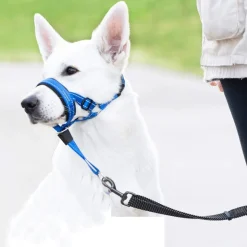 DTOPBUYAGE - Dtopbuyage licol anti-traction pour chien de taille moyenne