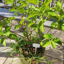 DTOPBUYAGE - Etiquettes pour plantes en plastique 20 pièces dtopbuyage